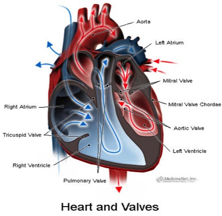 valvular-heart-disease-1